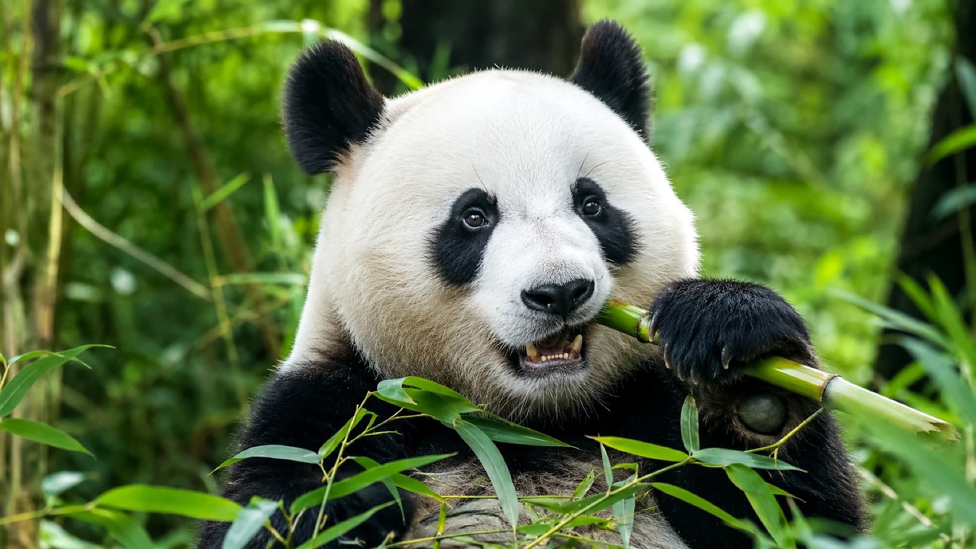 Chengdu Panda Base + Leshan Giant Buddha + Zhanggong Bridge Cuisine English Small Group Day Tour Product Image