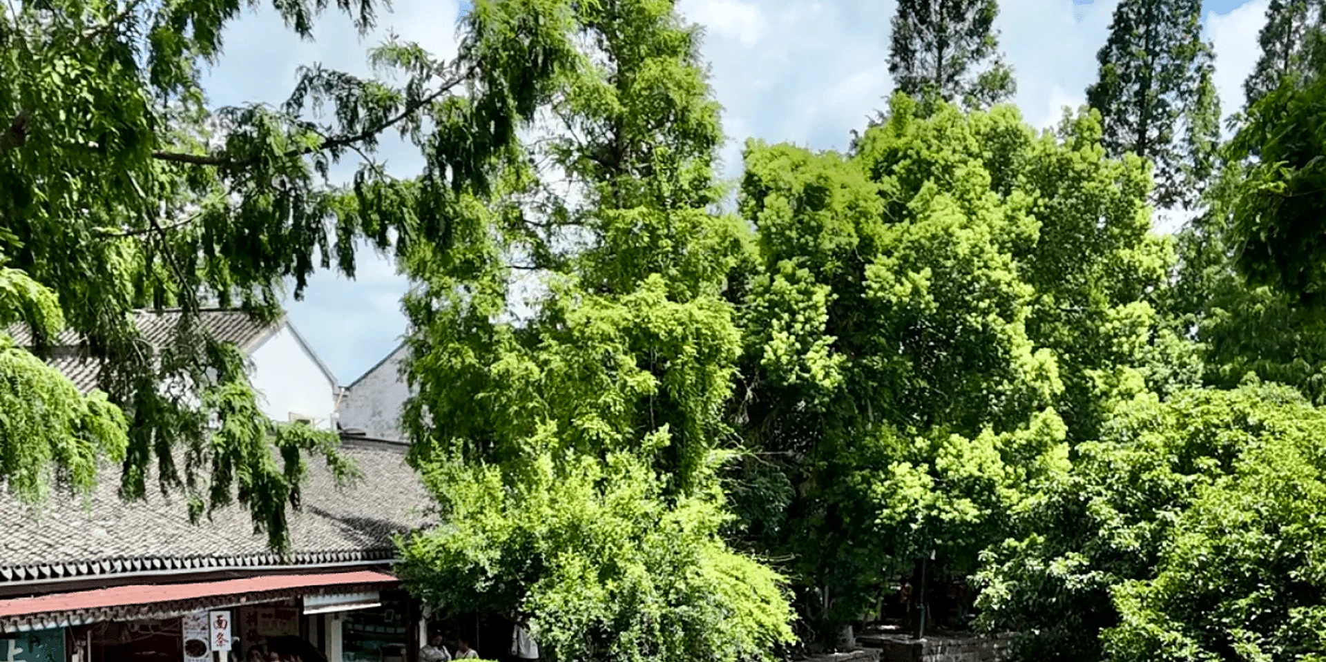 Cultural Private Tour of Water Town Ancient Towns