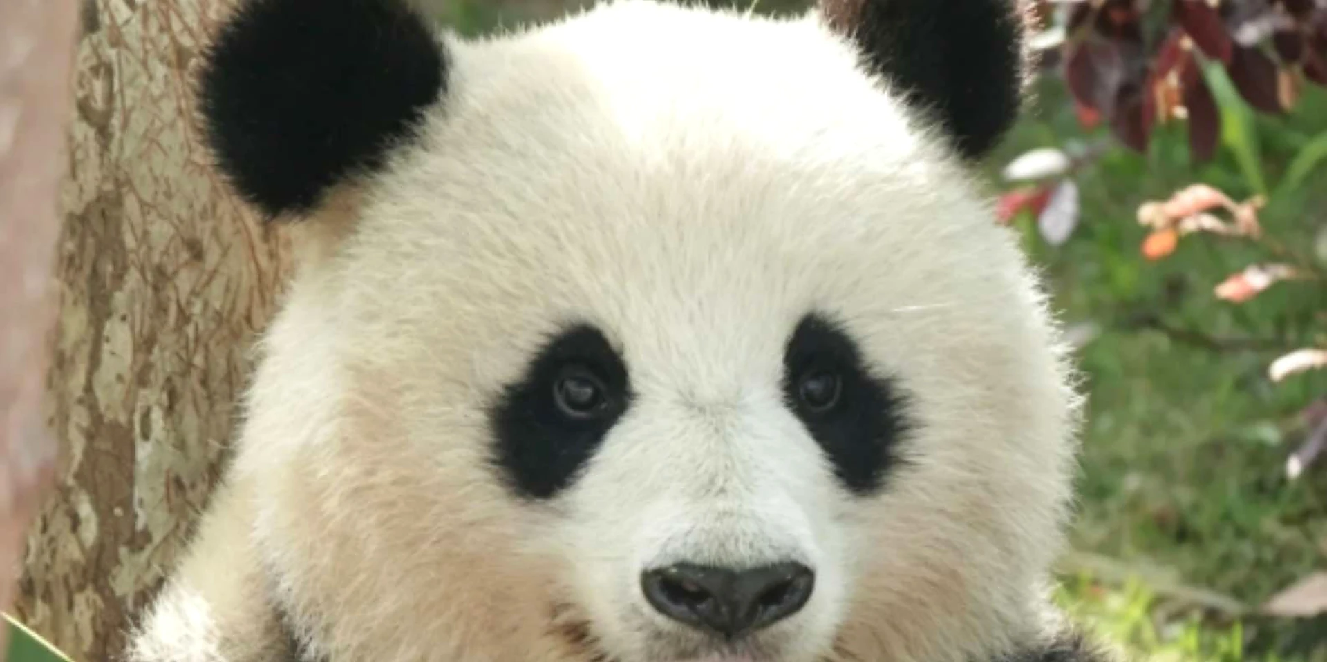 Chengdu 4-Day Private City Tour: Panda Base & Jinjiang River Night Cruise
